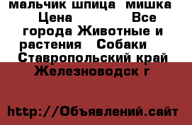 мальчик шпица (мишка) › Цена ­ 55 000 - Все города Животные и растения » Собаки   . Ставропольский край,Железноводск г.